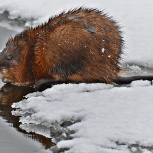 Muskrats