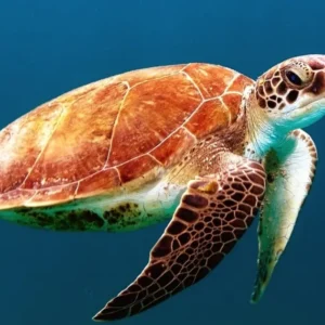 Sea Turtle Ecology, Conservation, & Research Methods