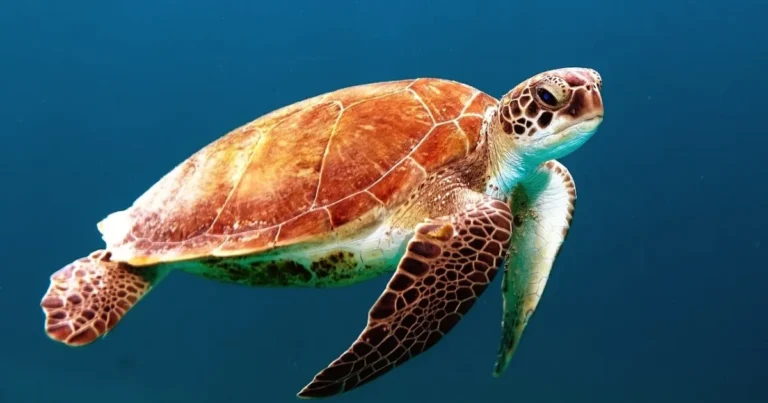 Sea Turtle Ecology, Conservation, & Research Methods